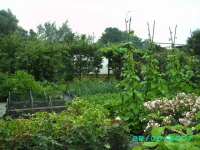 Laube_29