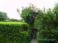 Laube_51